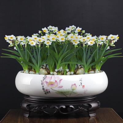 哥窑碗莲水阳仙专水培花盆用径陶瓷大口家用台WWS10一叶莲水培植