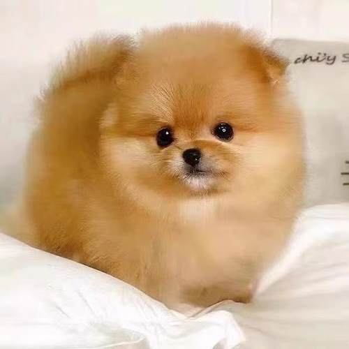 博美幼犬听话活物萌宠狗小学生版茶杯犬活泼俊介犬小狗黄色狗超萌