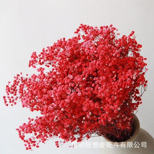 A级永生满天星干花400g伊洛斯自