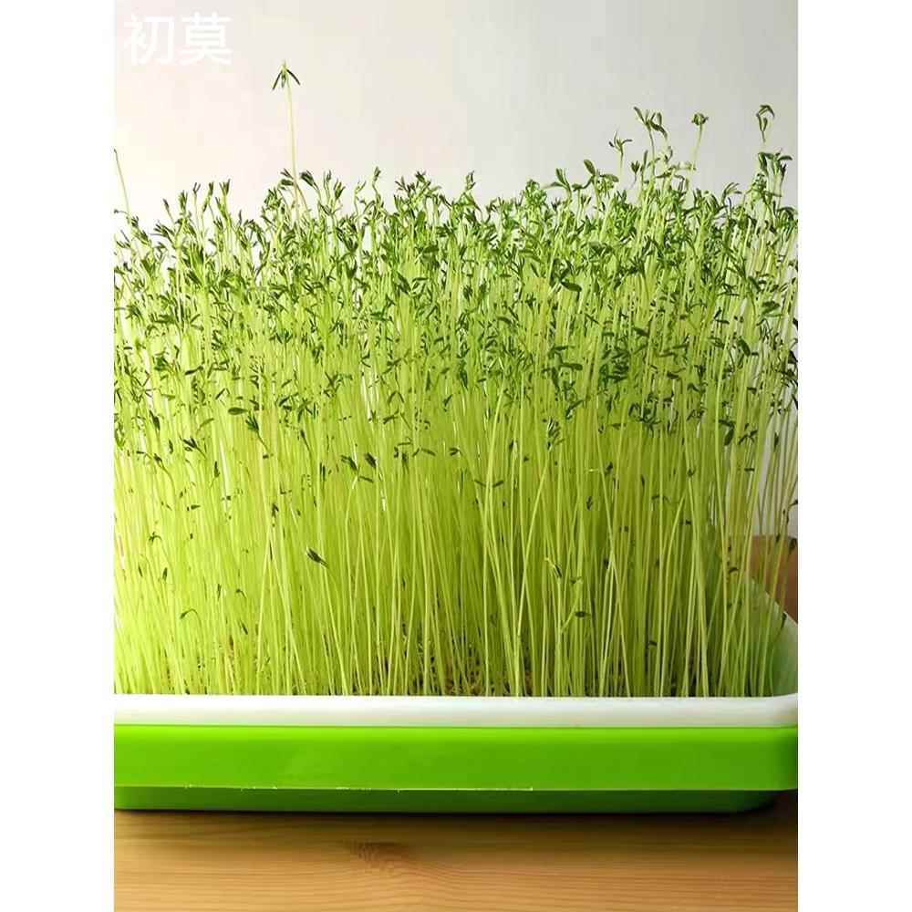 发芽专用小扁豆甘肃特产农家高原金豌豆兵豆绿扁豆五谷杂粮扁豆子