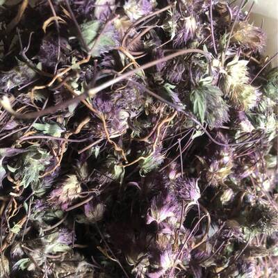 神香草 牛膝草 柳薄荷 神香菊 海索草 代嚰粉