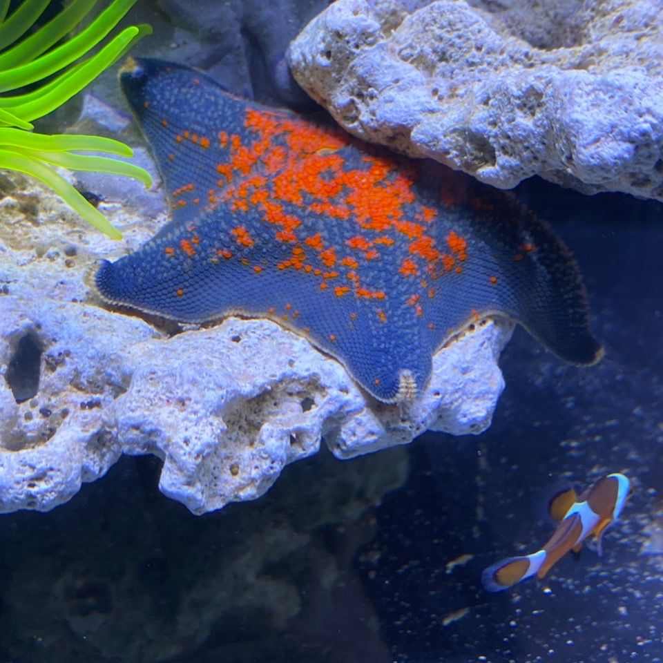 海星宠物海水鱼缸迷你海洋生物观赏动物翻砂小海星海缸造景观赏