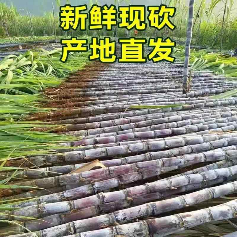 广西黑皮甘蔗中段新鲜水果应当季脆甜果糖蔗榨汁糖浆甜杆