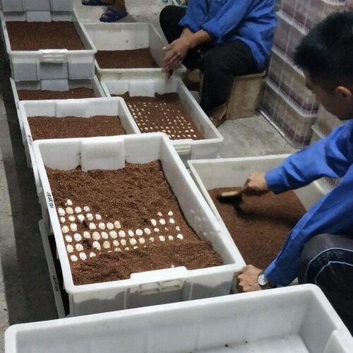 草龟蛋受精龟蛋可孵化乌龟蛋宠物蛋受精蛋可孵化小乌龟蛋花龟蛋