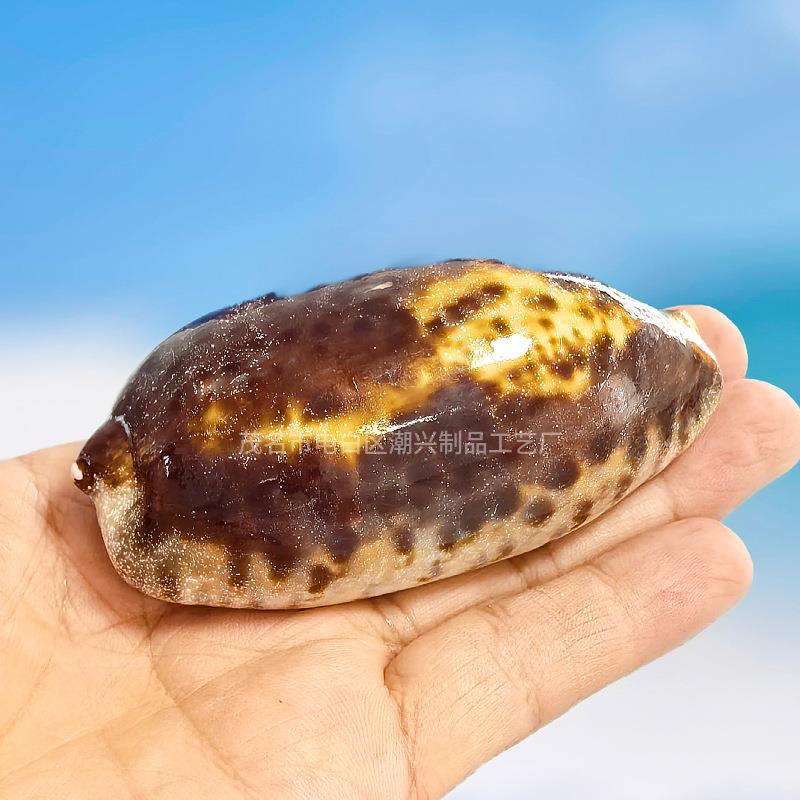 1-1饰4cm0天然大海螺贝壳 丛宝螺 水族鱼缸造云景家居装 桌面摆件