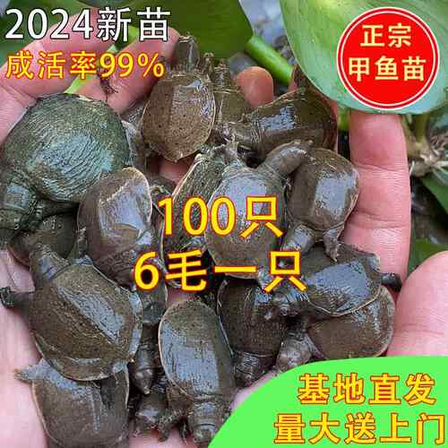 100只大甲鱼苗活体外塘养殖苗中华鳖水鱼团鱼王八苗鳖苗包邮