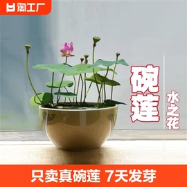 碗莲种子四季无土水培，植物睡莲荷花室内盆栽，绿植花卉客厅阳台庭院