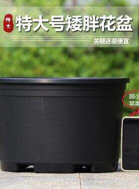 黑加仑矮胖特大号花盆园艺用品草莓盆月季盆通用型加仑盆绿植花盆