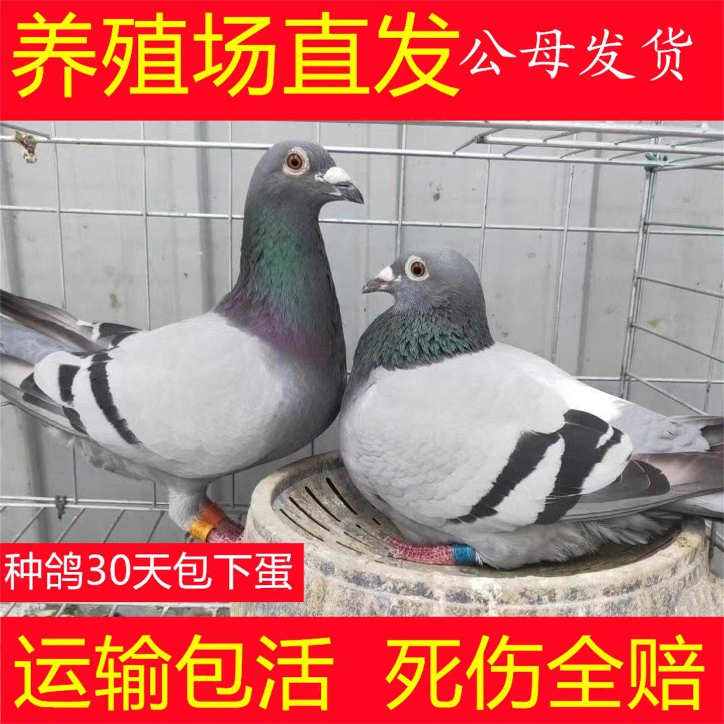 鸽子活物一对种鸽子活体鸽银王肉鸽雨点信鸽活鸽子观赏鸽子活一对
