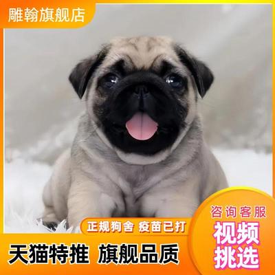 纯种巴哥犬幼犬八哥幼崽活体巴哥幼犬小型哈巴狗狗巴哥狗家养宠物