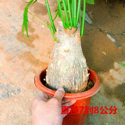 发财树盆栽大型客厅四季常青组合植物室内客厅绿植办公室花卉包邮
