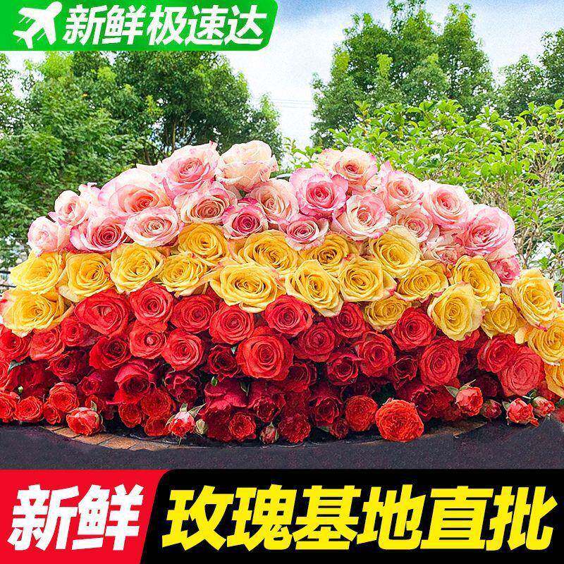 云南鲜花基地直发玫瑰花花束便宜花材直批水养家庭插花玫瑰保鲜剂