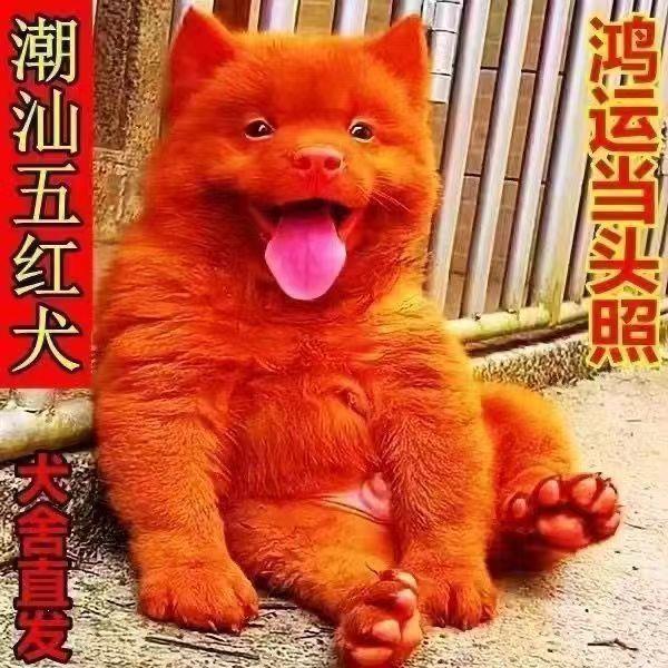 五红犬幼犬潮汕土猎犬