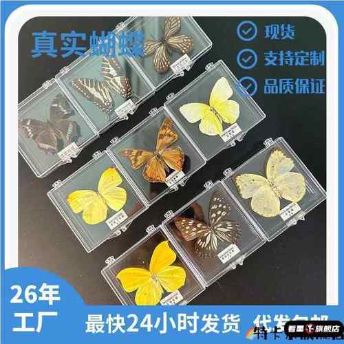 新款 蝶仙子蝴蝶标本摆件真蝴蝶昆虫标本展