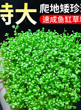 爬地矮珍珠大珍珠趴地鱼缸造景水草植物阴性水族草坪草皮真活草