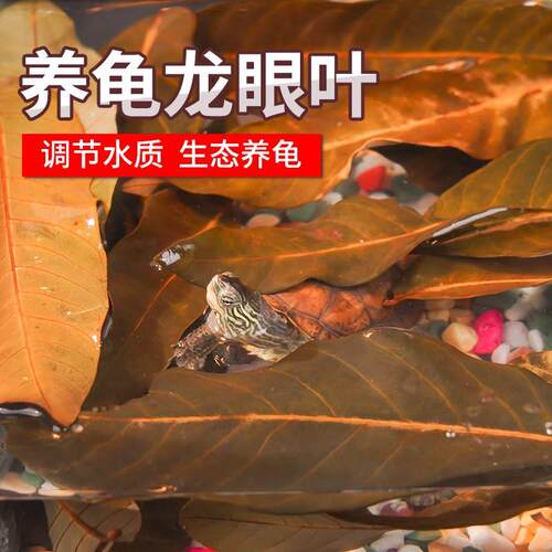 2026新款乌龟用品爬宠免煮龙眼叶龟晒台躲避屋爬台龟缸造景防腐皮
