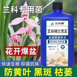 兰灵菌兰花专用肥蝴蝶兰君子兰肥料兰科专用菌兰花营养液黄叶克星