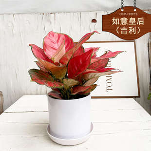 如意皇后吉利万年红盆栽室内四季好养植物中国红盆景桌面绿植