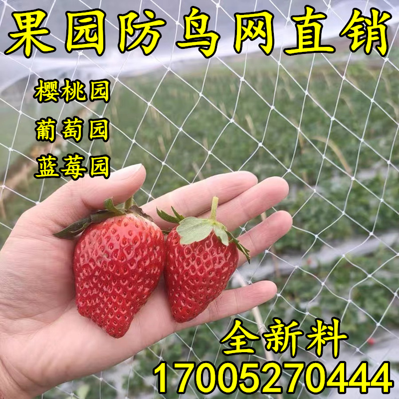 精品尼龙丝防鸟网大棚樱桃葡萄梨树蓝莓果树防鸟用的网养殖场鱼塘