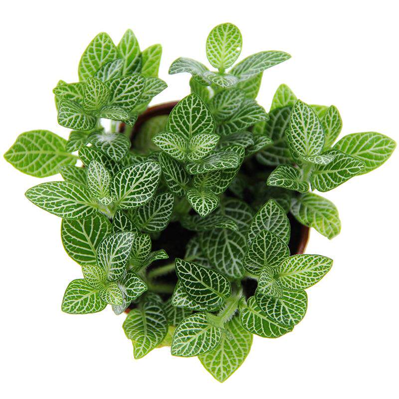 小空间大世界 微景观造景植物 白色网纹草 白天使网纹草 80#