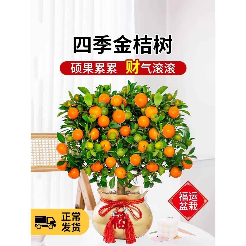 金桔树盆栽可食用带果脆皮四季橘子树苗客厅室内外驱蚊花卉绿植物
