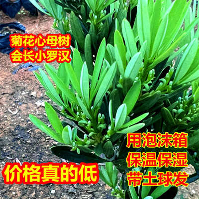 小绿植菊花心室外盆景四季好养迷你桌面植物盆栽小叶老桩办公室