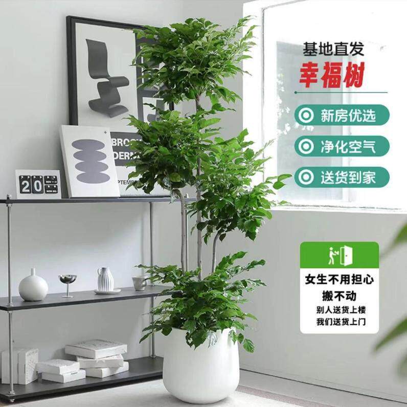 四层幸福树绿宝客厅大盆栽净化空气新家吸异味平安树四季常青植物