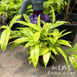 星点木盆栽 斑竹油点木 星虎斑木 细叶星点千年木 观叶组盆点缀