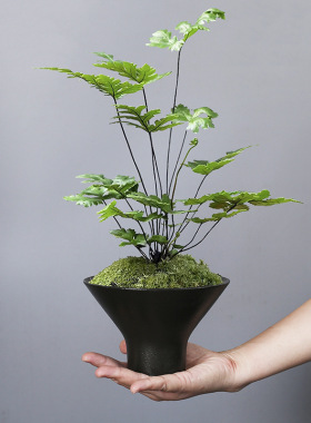 DIY创意盆景花盆花盆小号花瓶