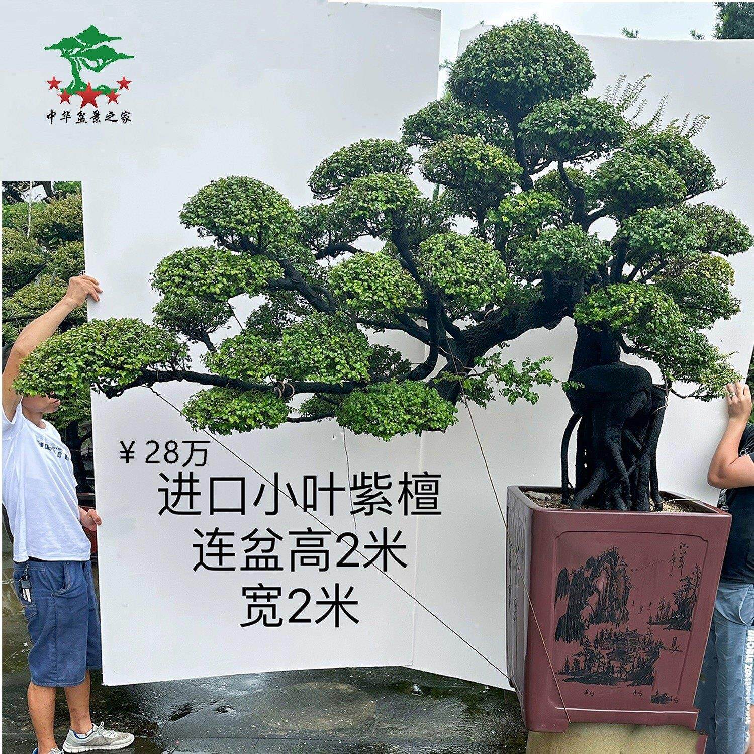 迎客松罗汉松黄杨真柏小叶紫檀盆景老桩造型名贵真树盆栽室内庭院