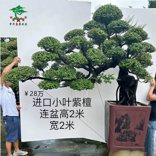 迎客松罗汉松黄杨真柏小叶紫檀盆景老桩造型名贵真树盆栽室内庭院