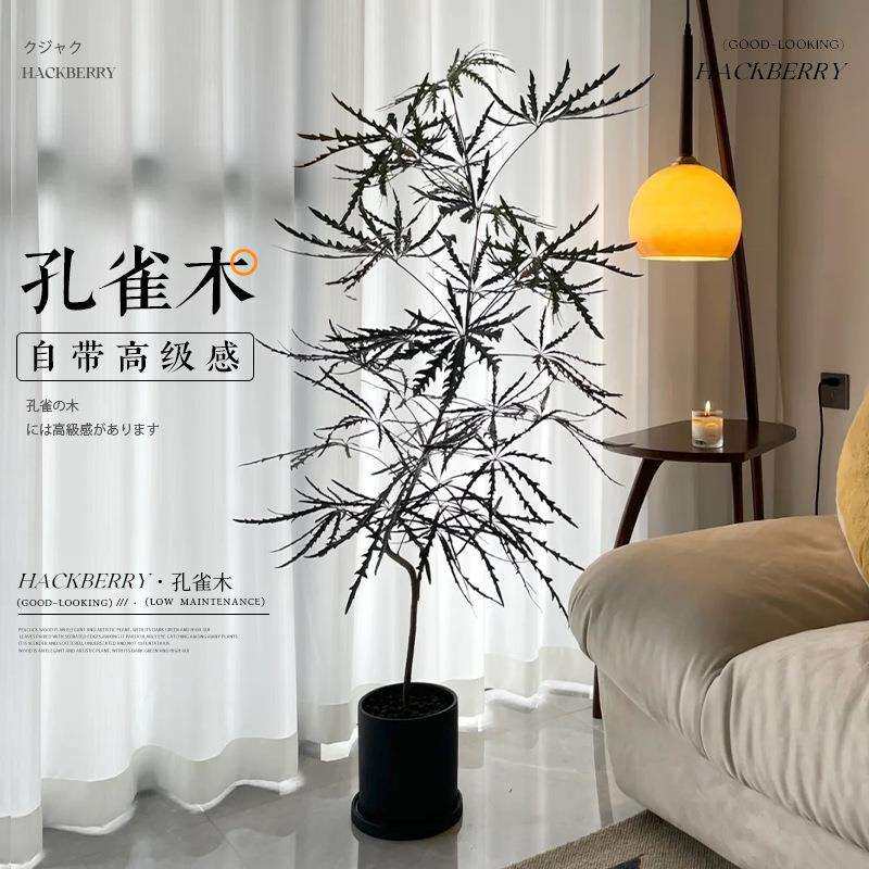 孔雀木绿植室内大型盆栽客厅大盆栽办公室落地式植物真树四季好养