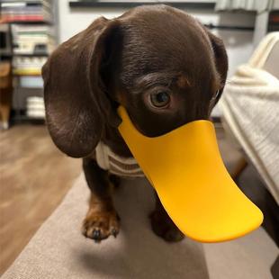 狗嘴套扒不掉防咬人腊肠狗止吠器口罩狗罩小狗防咬防乱叫防舔小型