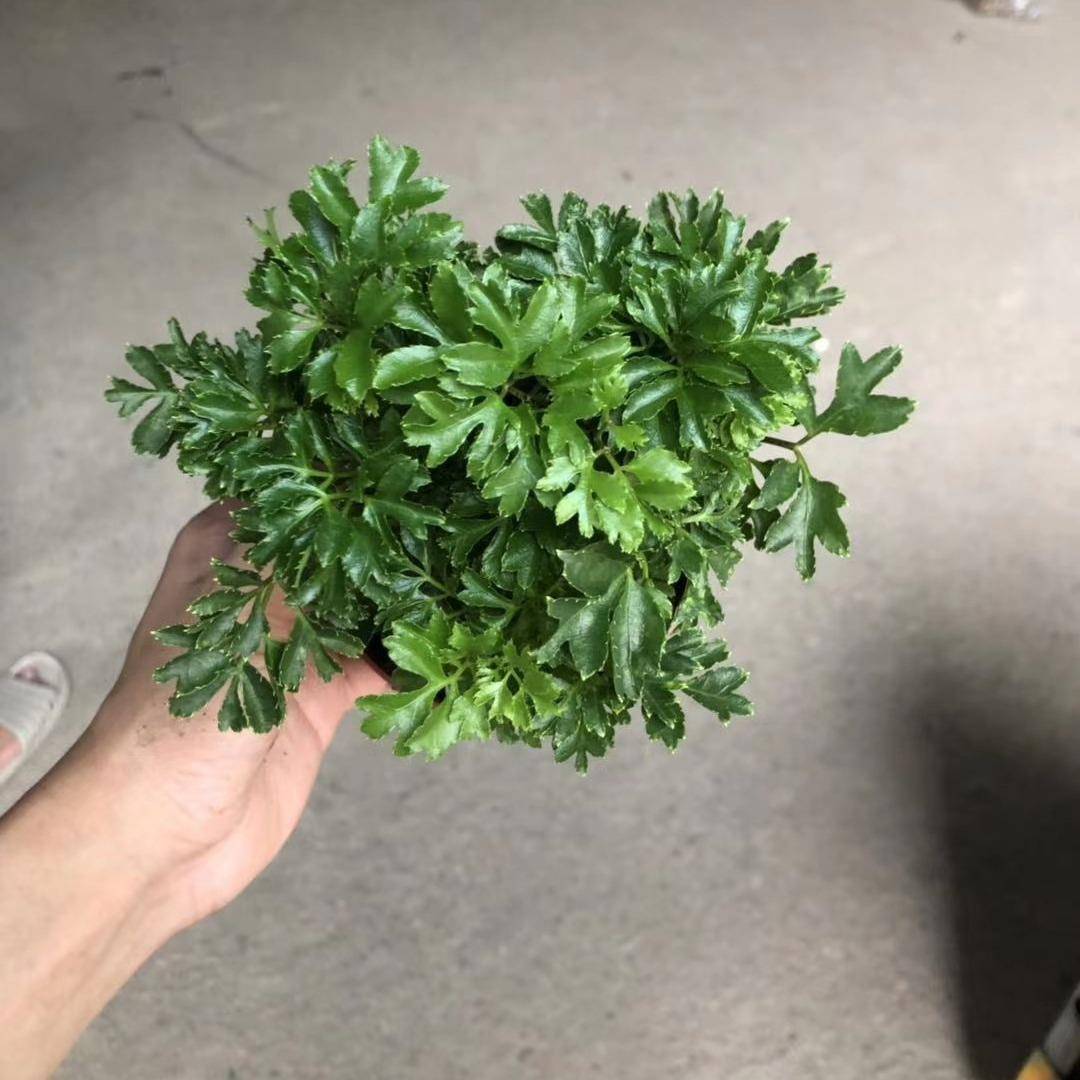 羽叶福禄桐室内净化空气绿植盆栽工程绿化观叶植物