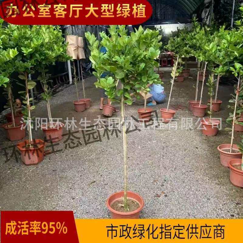 柠檬树盆栽植物室内外树形绿植四季结果庭院阳台种植水果绿植食用