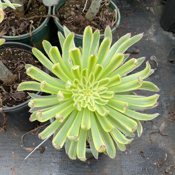 金丝菊