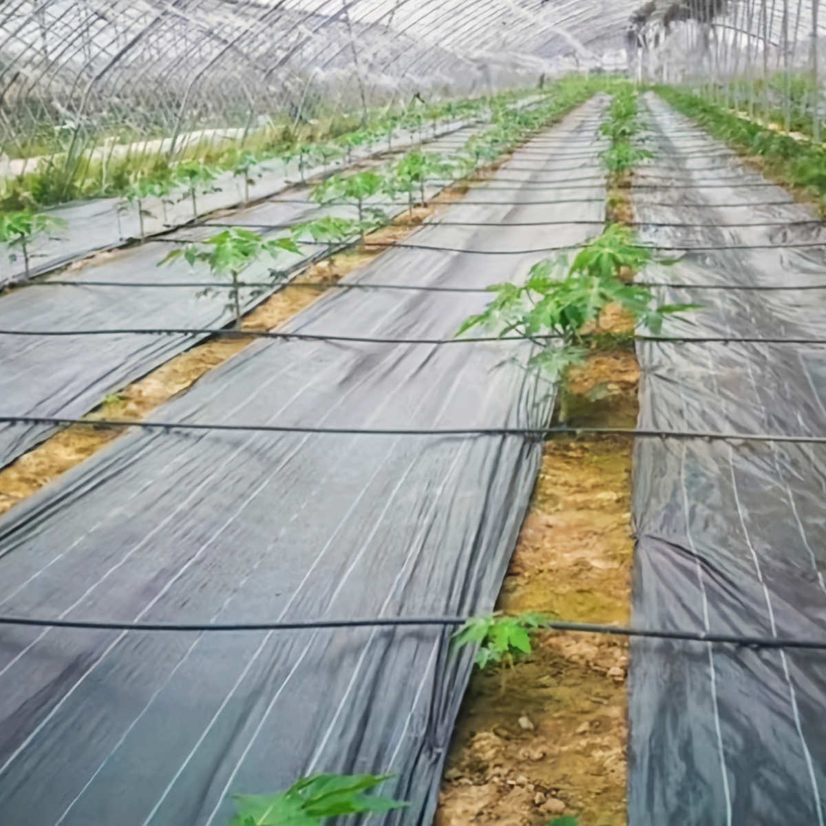 农用PE全新园艺抑草除草地布大棚菜地果园 防草布