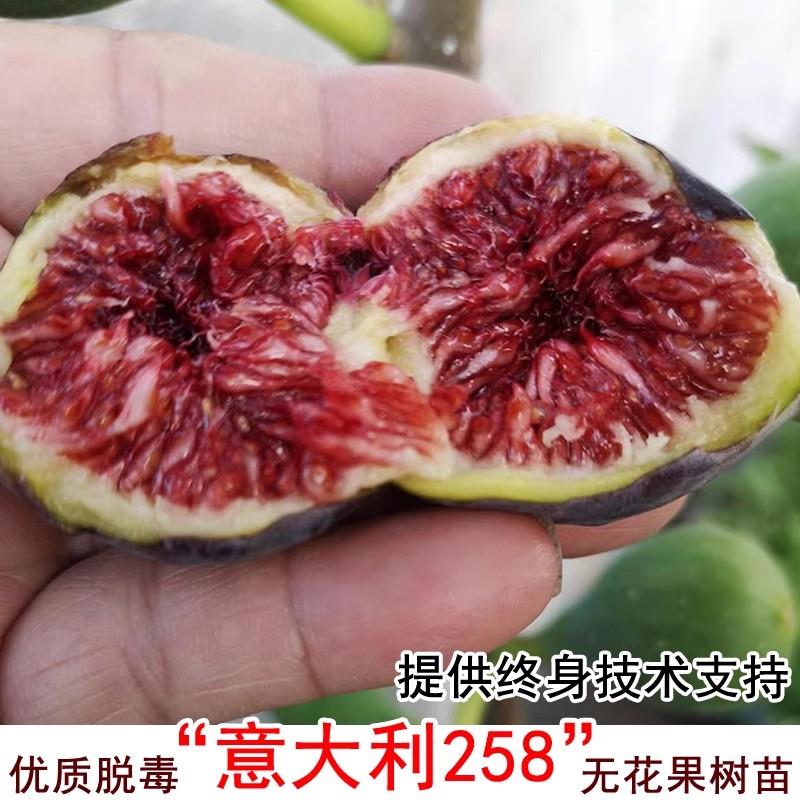 意大利258 Italian 无花果树苗紫果无花果苗盆地栽北南方庭院种植