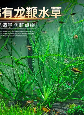 气泡网草大卷浪玻璃浪草老虎椒草缸鱼缸造景后景大型稀有水草好养