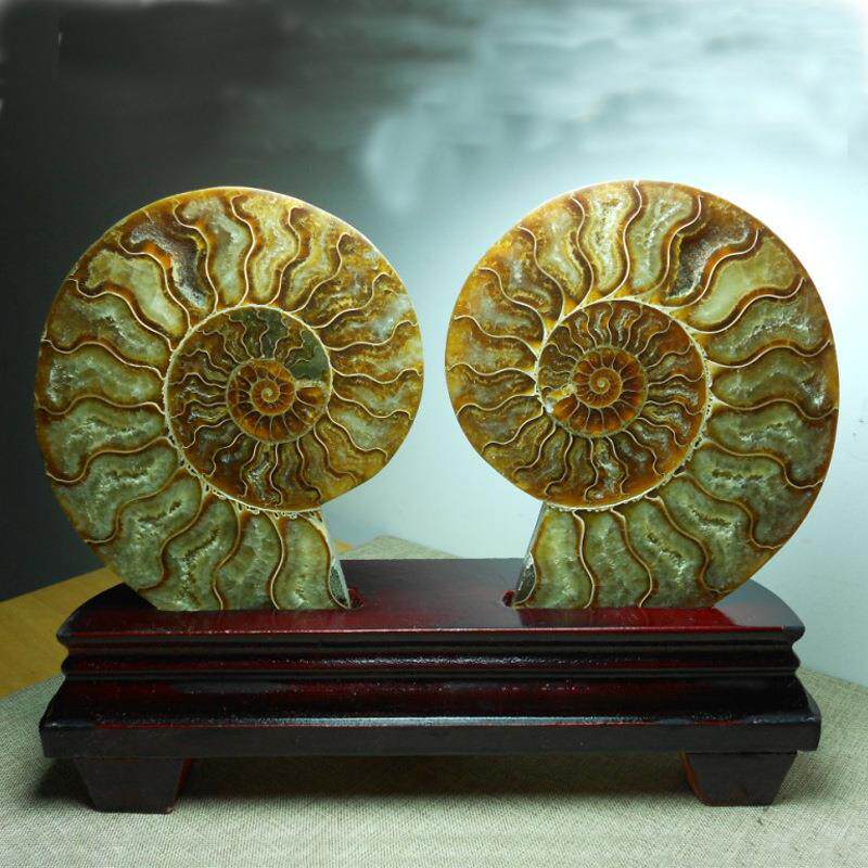 天然海螺化石原石摆件 海螺化石切片摆件全玉化 风水螺盘