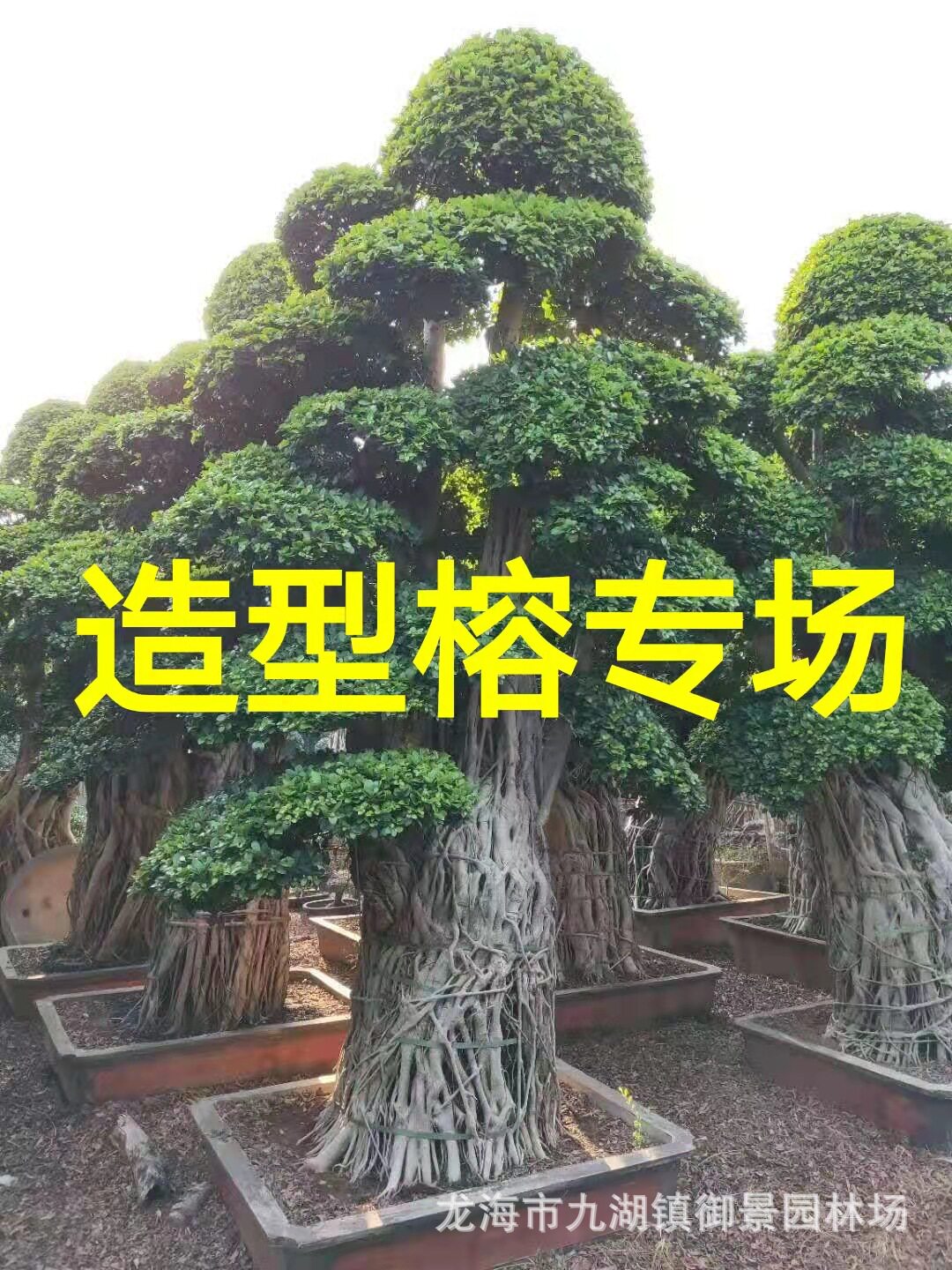 福建小叶榕树桩盆景 5.5米高小叶榕桩头广西造型榕树桩景价格