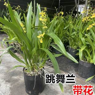 跳舞兰盆栽带花苞黄色秋石斛兰花四季开花室内文心兰绿植花卉盆栽