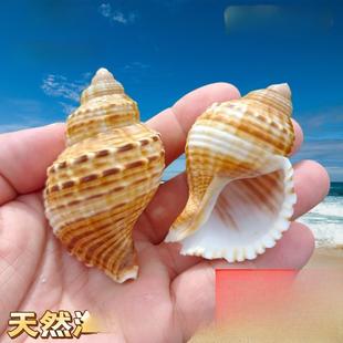 天然海螺那哈海螺贝壳手工diy装饰品卷贝鱼寄居蟹壳鱼缸造景珊瑚