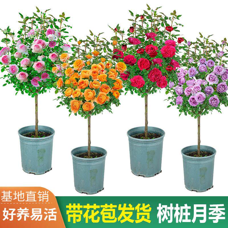 棒棒糖月季树桩花苗特大花朵花卉植物庭院四季开 嫁接玫瑰树状月