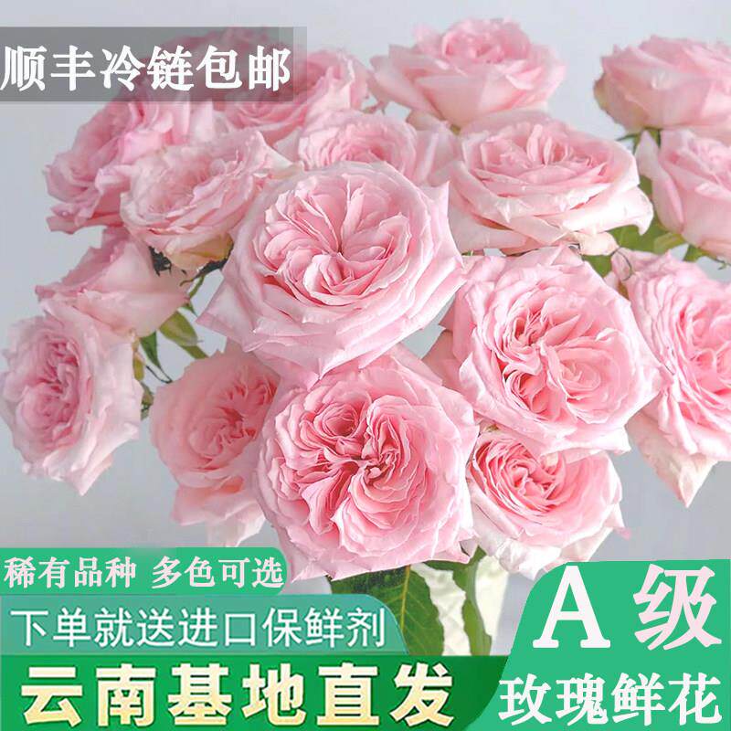 A级红玫瑰花鲜花云南基地直发粉荔枝洛神弗洛伊德鲜切花插花花束