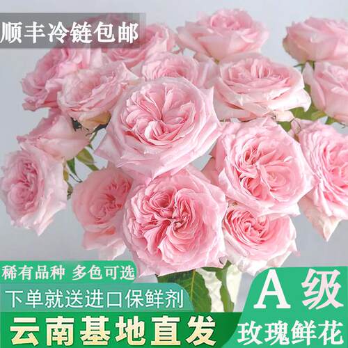 A级红玫瑰花鲜花云南基地直发粉荔枝洛神弗洛伊德鲜切花插花花束