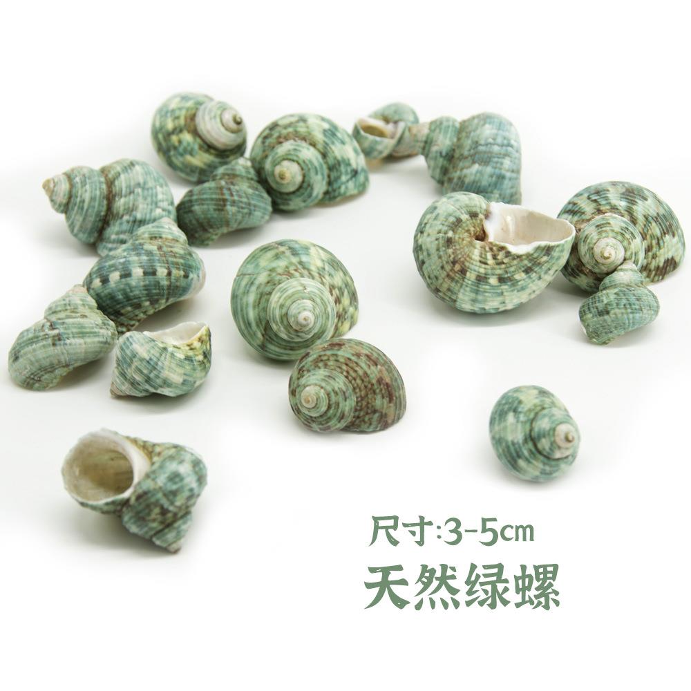 天然小绿 海螺 贝壳一斤装摆件寄居螺蟹替绿螺换壳壳贝工艺品青螺