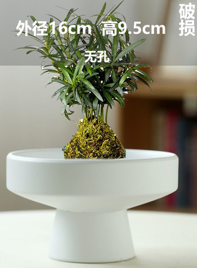 巴西木批发无孔水培花盆花盆花瓶