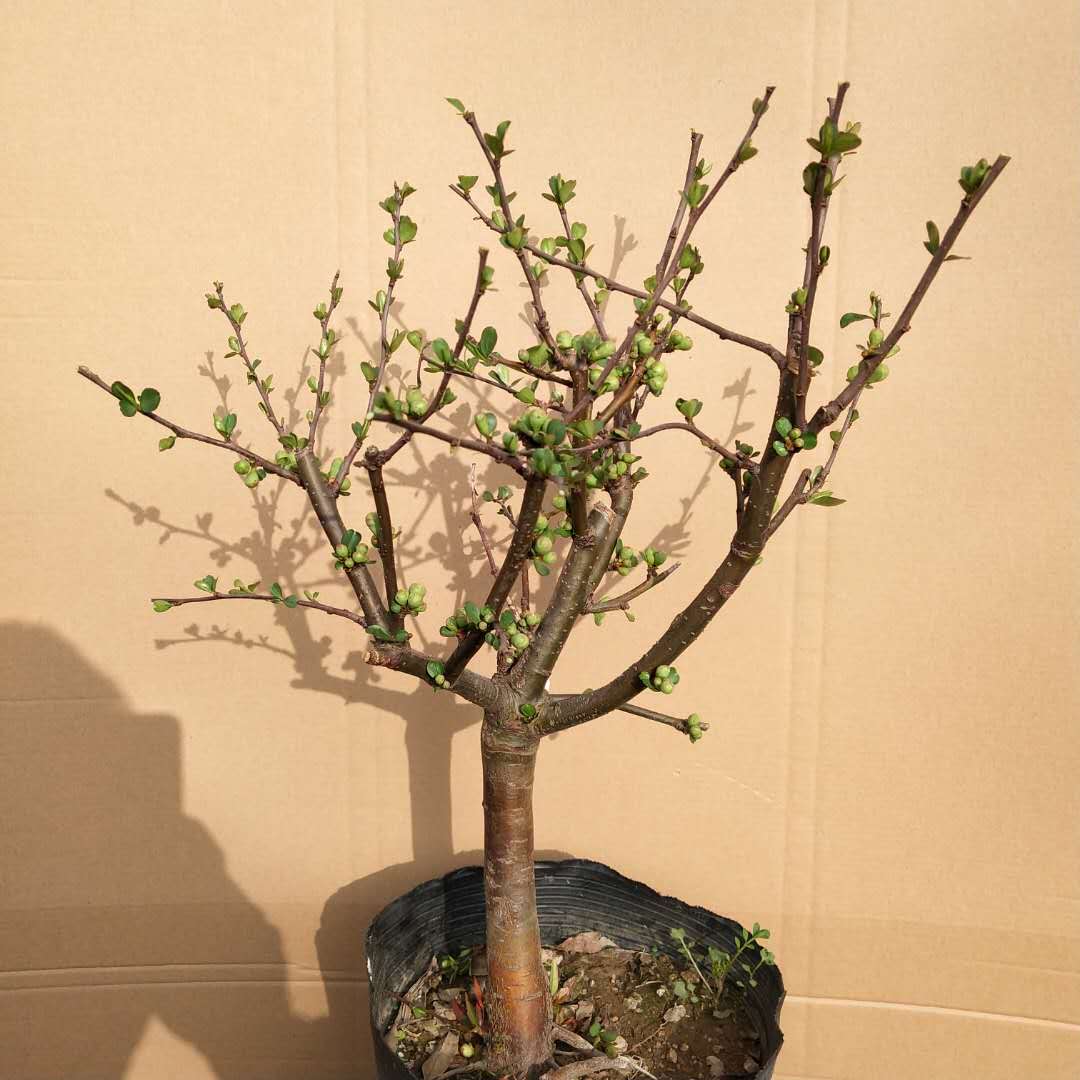 绿宝石海棠花树苗盆栽绿海棠盆景银长寿树桩耐寒室内阳台花卉绿植
