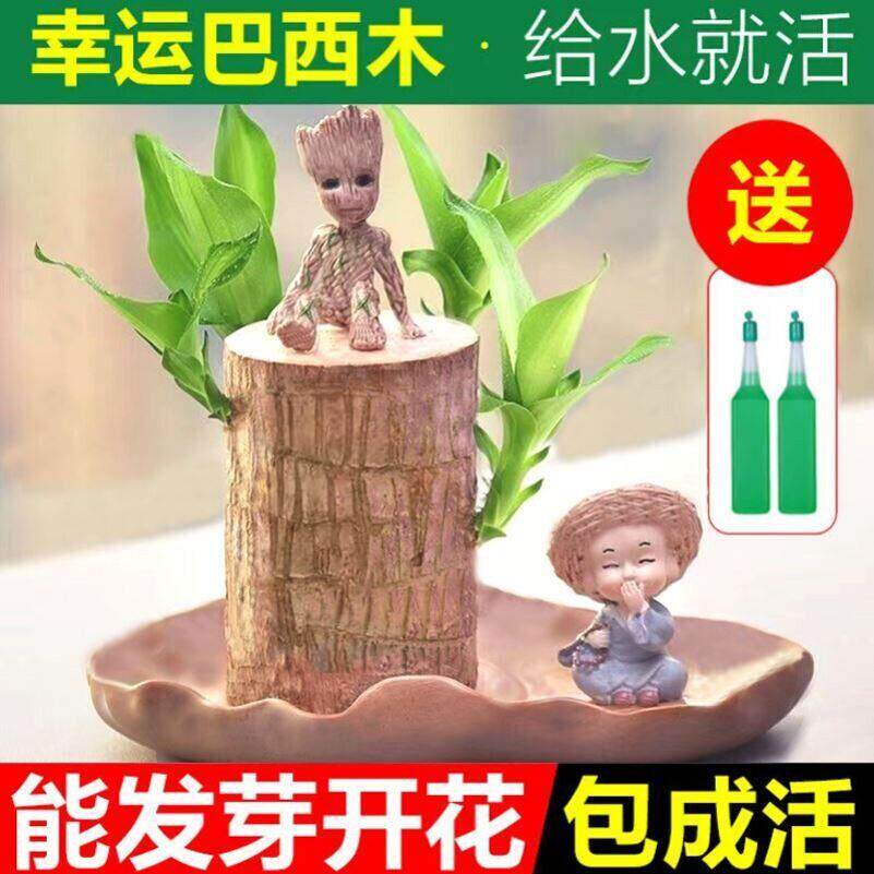 巴西木格鲁特树人开 花水培养幸运木室内好养懒人花卉迷你绿植盆